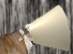 Vetting, Spay/Neutering & Emergency Funds
