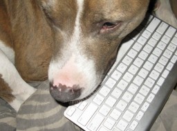Animal Rescue Network
