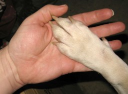 Future Program: Foster Furever Friends