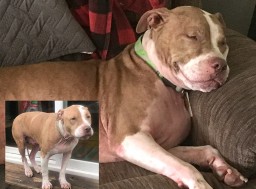 Adopted or In Foster